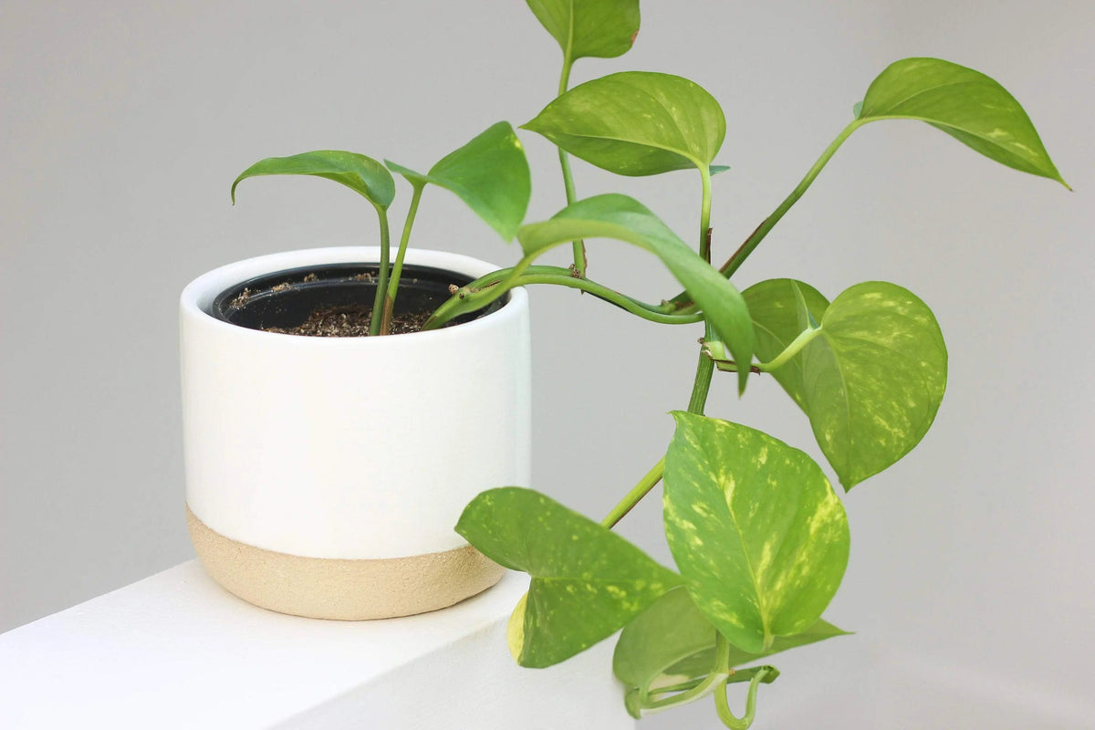 beige indoor plant pots Ceramic Planter Pot White and Beige - Pop of Modern