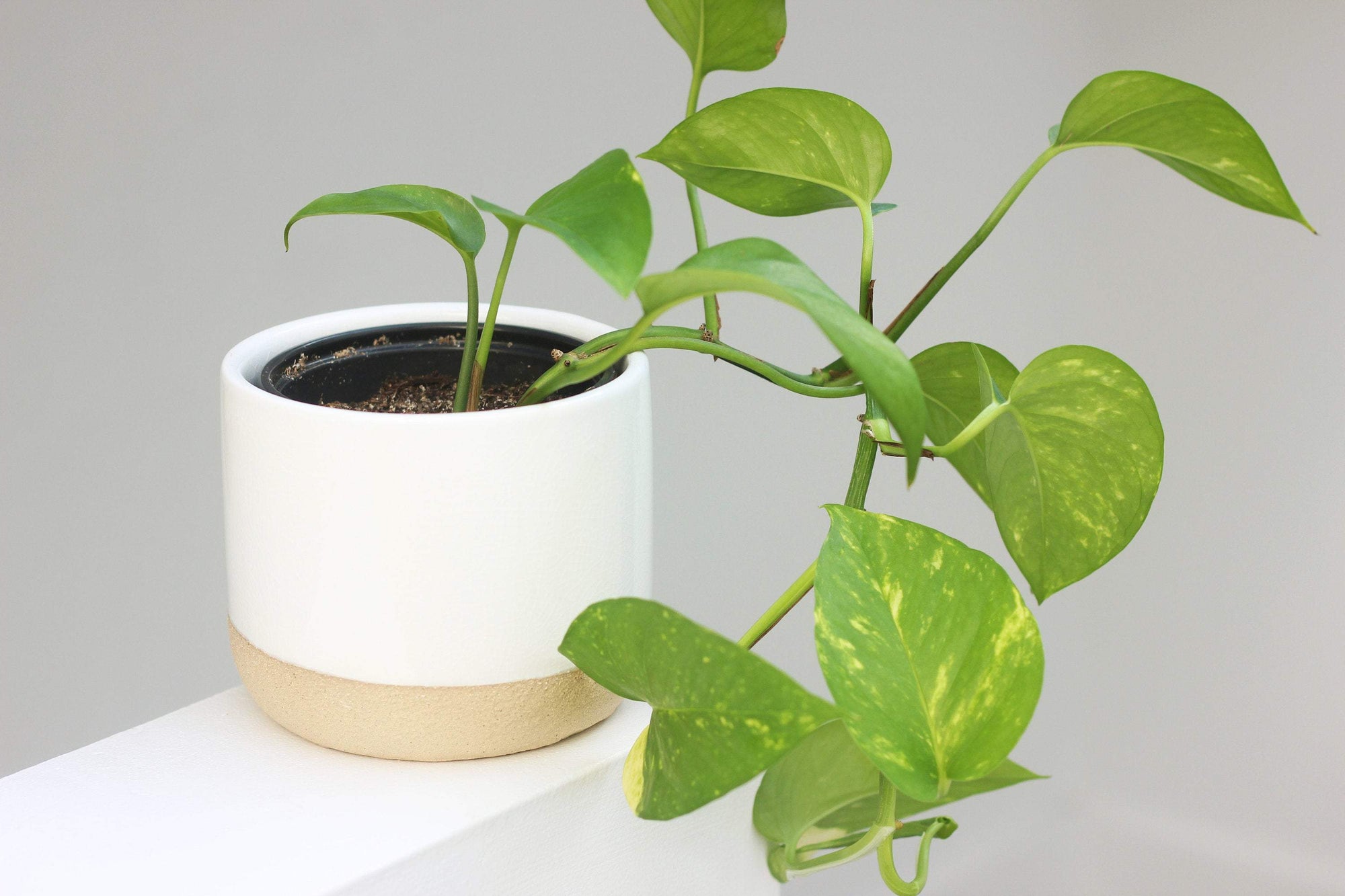 Pots & Planters 5" Ceramic Planter Pot White on Beige - Pop of Modern